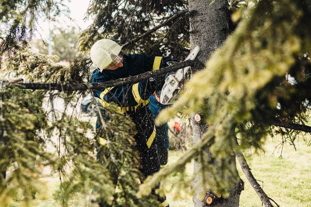 Tree Branch Trimming in Rushford, MN